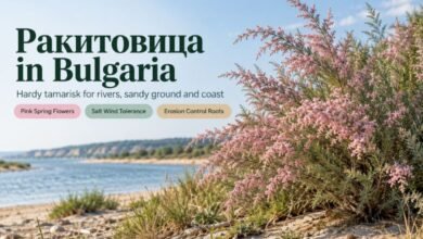 Ракитовица