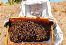 Beekeeping Age