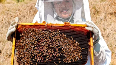 Beekeeping Age