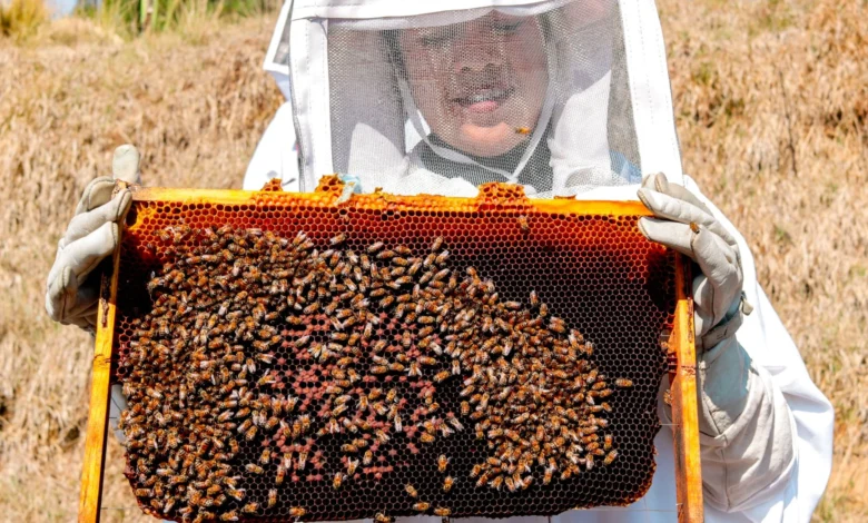 Beekeeping Age